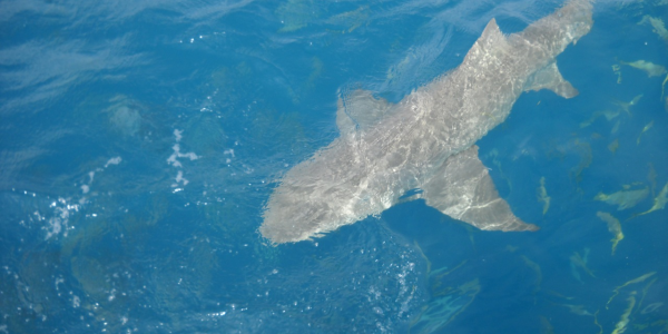 Lemon Sharks Protected