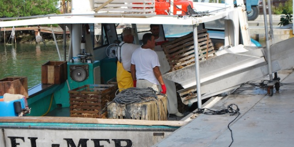 Strong start to lobster season