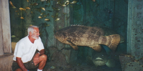 Jewfish – Goliath Grouper