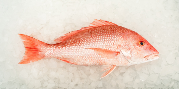 IFQ’s – The Reality